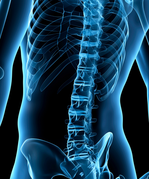 Spine photo